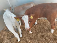 Toro, Simmental cattle — foto 2