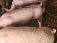 नर सूअर — फ़ोटो 2