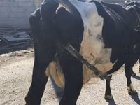 Cow, Holstein breed — photo 7