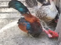 Chickens — 照片 5