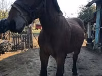 Horse (M), Horses — photo 4