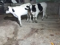 Ng'ombe jike, Russian Black pied cattle — picha 3