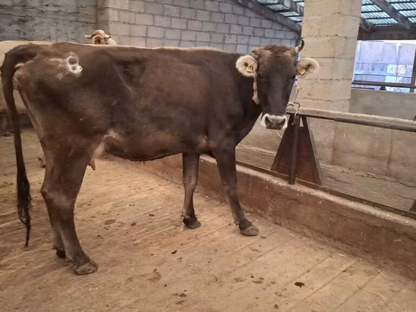 Cow, Cattle