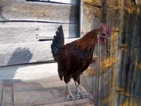 Japanese Bantam — sawirka 5
