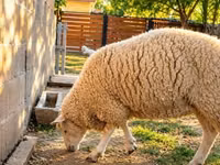 Oveja, British  Milksheep — foto 2