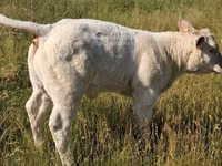 Toro, Charolais cattle — foto 7