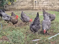 Chickens — Foto 4