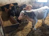 Bull, Cattle — photo 2