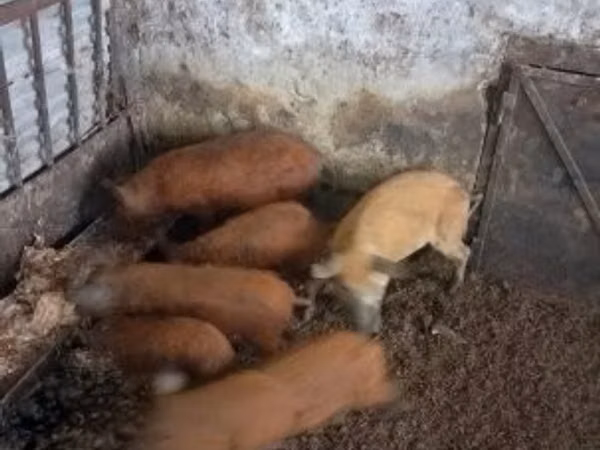 Doofaar lab, 