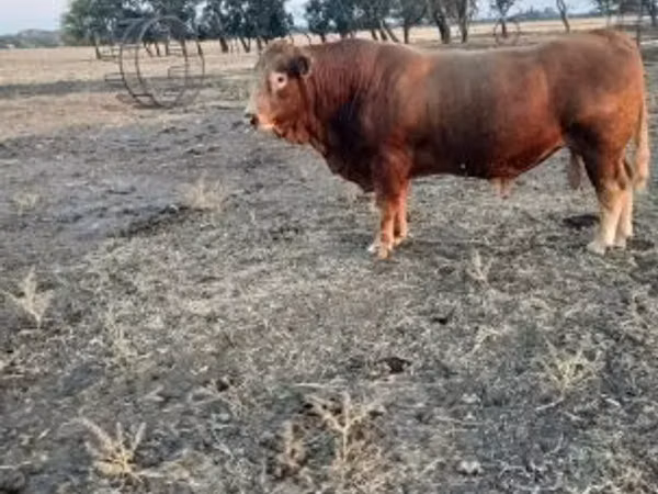 公牛, Limousin cow