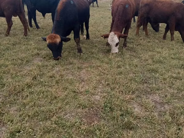Ng'ombe dume, Swiss cattle