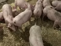 Pigs (batch, sex not specified) — photo 1