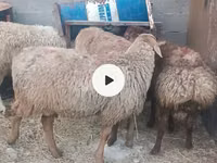 Ido, Sheep — sawirka 2