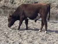 公牛, Kazakh White-headed cow — 照片 6