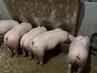 Boar — photo 2