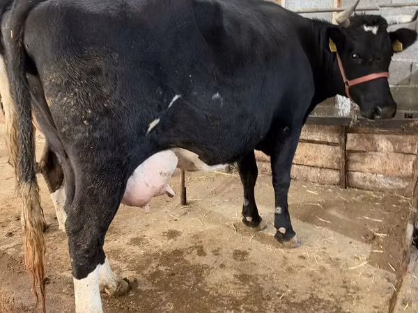 Cow, Holstein breed