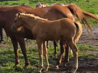 Faras, Rocky Mountain Horse — sawirka 4