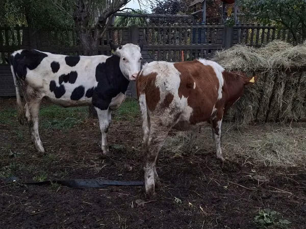 Ng'ombe jike, Russian Black pied cattle