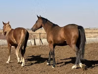 Mare, Arabian horse — photo 6