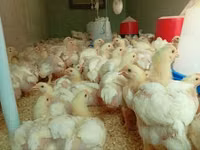 Chickens — फ़ोटो 3