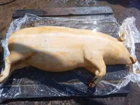 公猪, Pigs — 照片 2