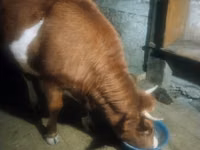 Cow, Latvian Blue cattle — photo 1