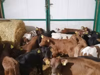 Toro, Ganado vacuno — foto 8