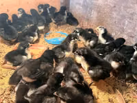 Australorp — photo 3
