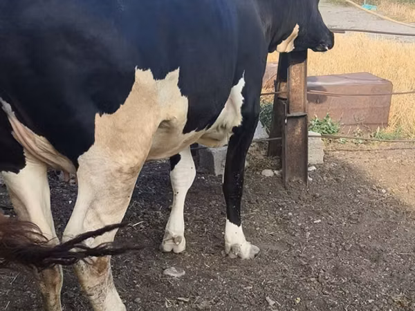 Cow, Russian Black pied cattle