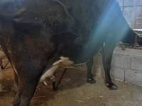 Vaca, Raza Holstein — foto 3