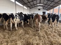 Cow, Holstein breed — photo 1