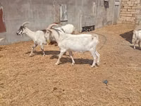 बकरा, Saanen goat — फ़ोटो 4