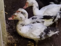 Ducks — sawirka 1