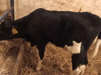公牛, Cattle — 照片 3
