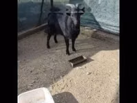 Billy Goat, Dutch Landrace goats — photo 1