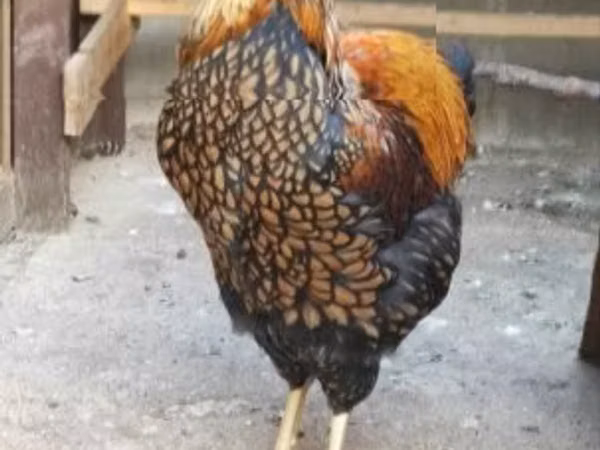 维扬多特