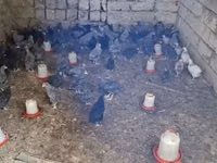 Chickens — الصورة 5