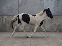 公马, American paint horse — 照片 1
