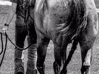 Caballo, Quarter Horse — foto 6