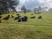 Cattle (batch, sex not specified), Cattle — photo 8