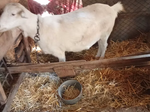 बकरी, Saanen goat