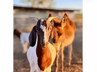 Goat, Boer goat — photo 1