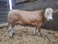 Toro, Blonde d’Aquitane cattle — foto 1
