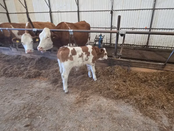 公牛, Simmental cattle