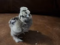 Ayam Cemani — photo 8