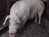 Boar, Pigs — photo 2