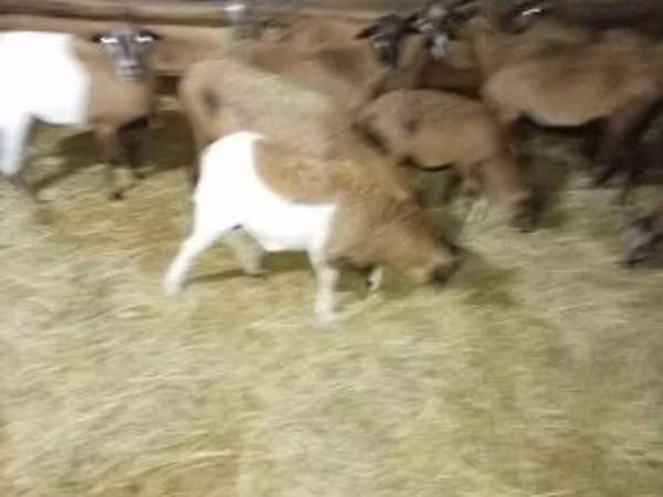 Sheep, Sheep