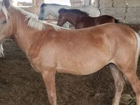 Horse (M), Kazakh horse — photo 1
