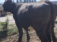 Cow, Russian Black pied cattle — photo 7