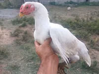 Chickens — 照片 5